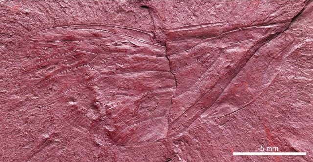 Fossilized wing gives clues about Labradors biodiversity during the Cretaceous Fossilized wing gives clues about Labradors biodiversity during the Cretaceous