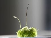 Hornwort genomes could lead to crop improvement