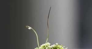 Hornwort genomes could lead to crop improvement