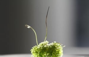 Hornwort genomes could lead to crop improvement Hornwort genomes could lead to crop improvement