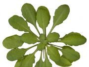 How plants sound the alarm about danger