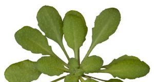 How plants sound the alarm about danger
