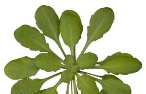 How plants sound the alarm about danger How plants sound the alarm about danger