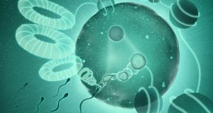 How sperm unpack dads genome so it can merge with moms
