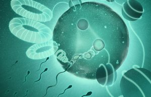 How sperm unpack dad’s genome so it can merge with mom’s How sperm unpack dads genome so it can merge with moms