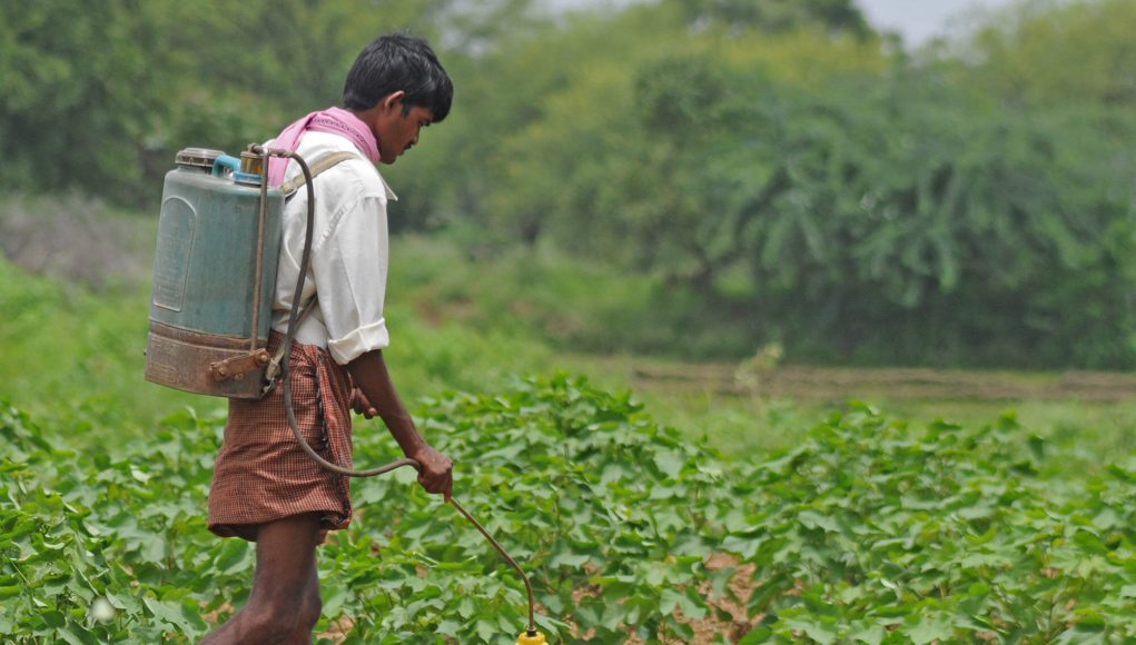 Long term analysis shows GM cotton no match for insects in India