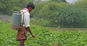 Long term analysis shows GM cotton no match for insects in India