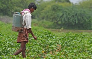 Long-term analysis shows GM cotton no match for insects in India Long term analysis shows GM cotton no match for insects in India