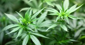Mapping the cannabis genome to improve crops and health
