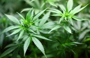 Mapping the cannabis genome to improve crops and health Mapping the cannabis genome to improve crops and health