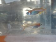 Microplastic fibers linked to respiratory reproductive changes in fish scaled