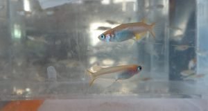 Microplastic fibers linked to respiratory reproductive changes in fish scaled