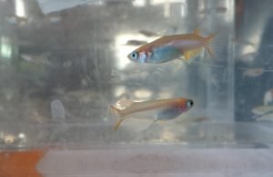 Microplastic fibers linked to respiratory, reproductive changes in fish Microplastic fibers linked to respiratory reproductive changes in fish scaled