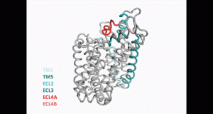 Neuroscientists discover new structure of important protein in the brain