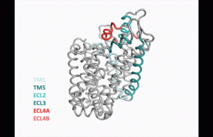 Neuroscientists discover new structure of important protein in the brain Neuroscientists discover new structure of important protein in the brain