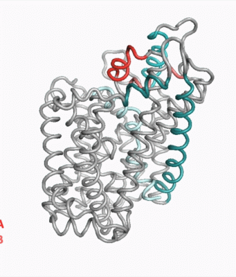 Neuroscientists discover new structure of important protein in the brain