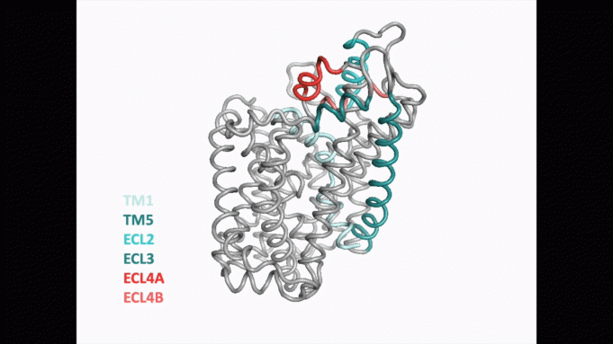 Neuroscientists discover new structure of important protein in the brain