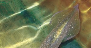 New genetic editing powers discovered in squid