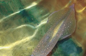 New genetic editing powers discovered in squid New genetic editing powers discovered in squid