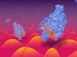 New kind of CRISPR technology to target RNA including RNA viruses like coronavirus 2