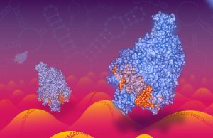 New kind of CRISPR technology to target RNA, including RNA viruses like coronavirus New kind of CRISPR technology to target RNA including RNA viruses like coronavirus 2