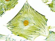 New microscopy technique uncovers previously hidden information in micrographs of biological cells