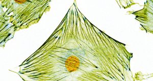 New microscopy technique uncovers previously hidden information in micrographs of biological cells