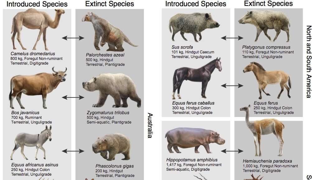 Pablo Escobars hippos may help counteract a legacy of extinctions