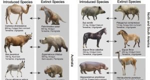 Pablo Escobars hippos may help counteract a legacy of extinctions