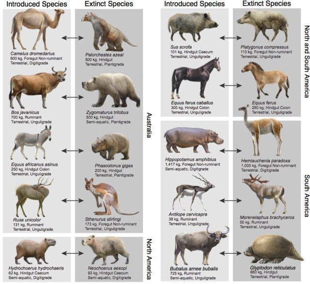 Pablo Escobars hippos may help counteract a legacy of extinctions Pablo Escobars hippos may help counteract a legacy of extinctions