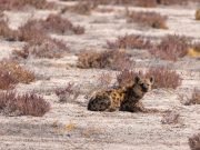 Prehistoric hyenas and humans share migration patterns