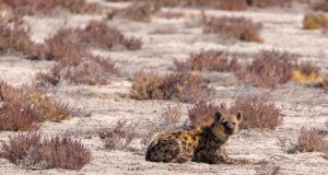 Prehistoric hyenas and humans share migration patterns