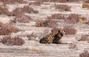 Prehistoric hyenas and humans share migration patterns Prehistoric hyenas and humans share migration patterns