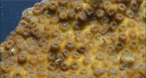Reef building coral exhibiting disaster traits akin to the last major extinction event