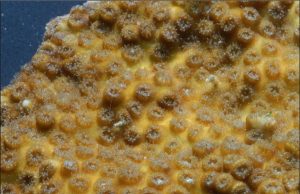 Reef-building coral exhibiting ‘disaster traits’ akin to the last major extinction event Reef building coral exhibiting disaster traits akin to the last major extinction event