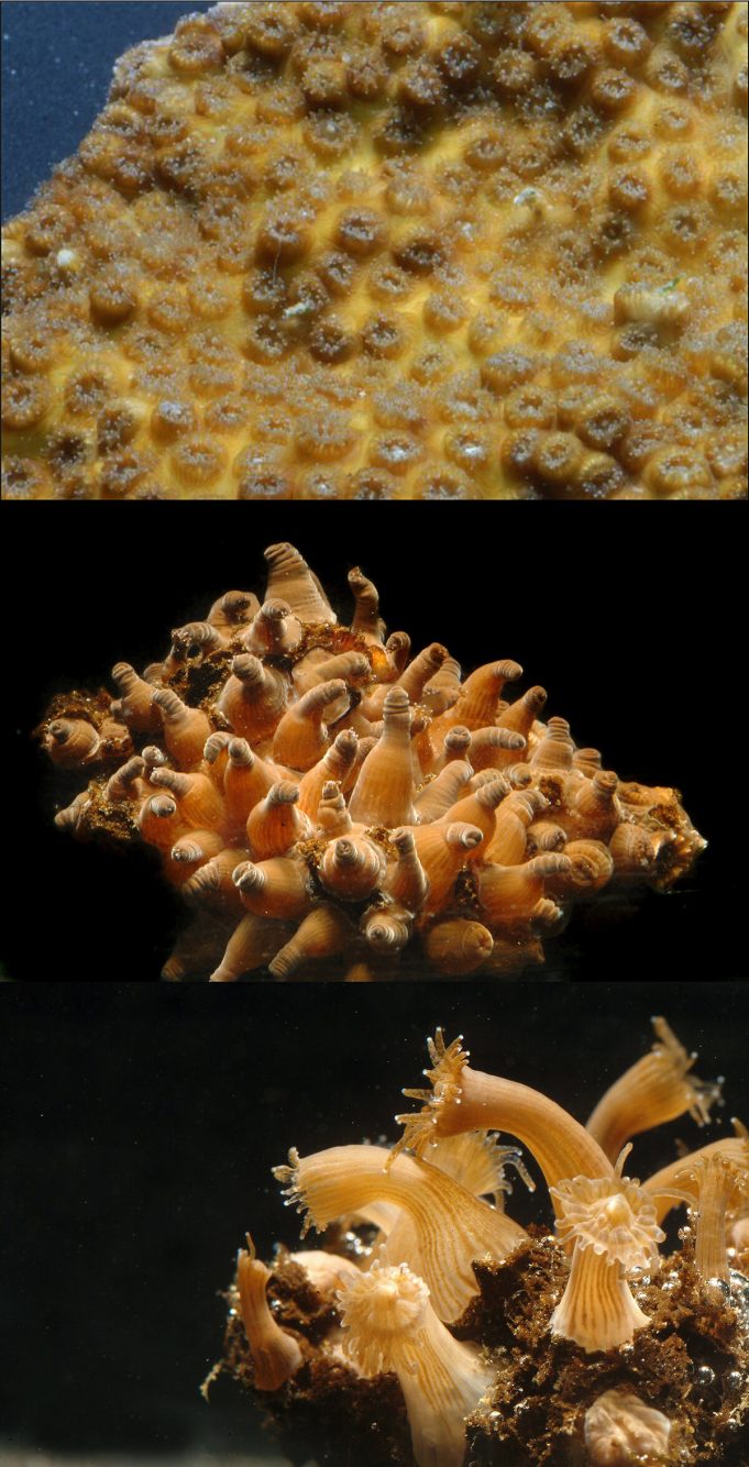 Reef building coral exhibiting disaster traits akin to the last major extinction event