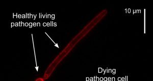 Researchers discover a novel chemistry to protect our crops from fungal disease