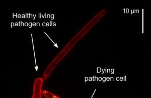 Researchers discover a novel chemistry to protect our crops from fungal disease Researchers discover a novel chemistry to protect our crops from fungal disease