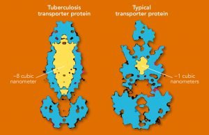 Researchers discover giant cavity in key tuberculosis molecule Researchers discover giant cavity in key tuberculosis molecule
