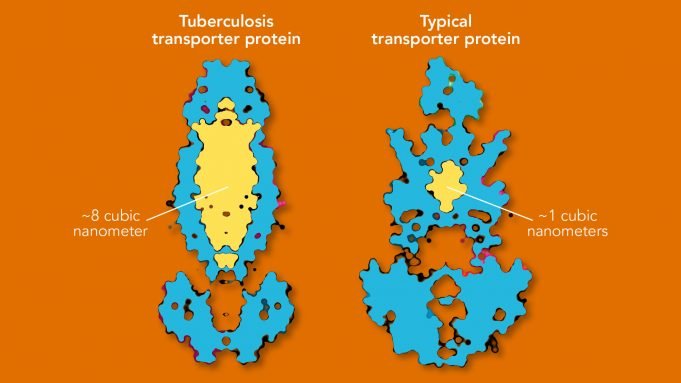 Researchers discover giant cavity in key tuberculosis molecule