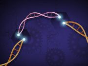 Researchers establish new viable CRISPR Cas12b system for plant genome engineering
