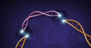 Researchers establish new viable CRISPR Cas12b system for plant genome engineering