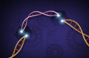 Researchers establish new viable CRISPR-Cas12b system for plant genome engineering Researchers establish new viable CRISPR Cas12b system for plant genome engineering