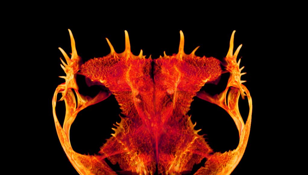 Skulls gone wild How and why some frogs evolved extreme heads