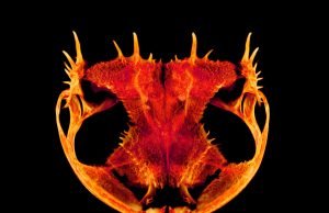 Skulls gone wild: How and why some frogs evolved extreme heads Skulls gone wild How and why some frogs evolved extreme heads