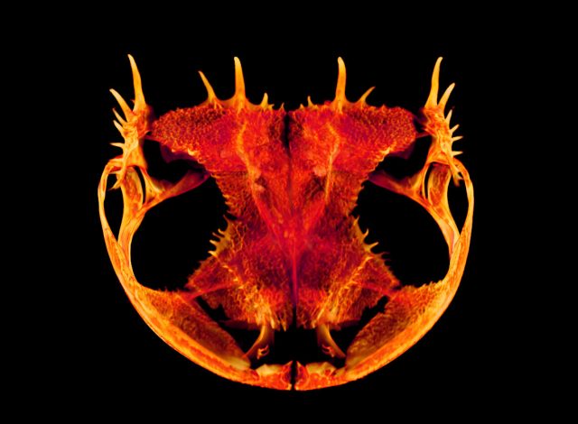 Skulls gone wild How and why some frogs evolved extreme heads Skulls gone wild How and why some frogs evolved extreme heads