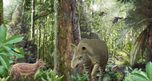 Small horses got smaller big tapirs got bigger 47 million years ago scaled