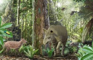 Small horses got smaller, big tapirs got bigger 47 million years ago Small horses got smaller big tapirs got bigger 47 million years ago scaled