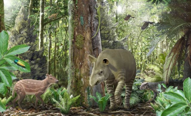 Small horses got smaller big tapirs got bigger 47 million years ago scaled Small horses got smaller big tapirs got bigger 47 million years ago scaled