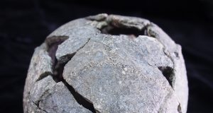 Smallest Homo erectus cranium in Africa and diverse stone tools found at Gona Ethiopia